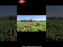 Quá trình sản xuất bột cà chua trống Tân Cương: Từ thu hoạch đến đóng hộp